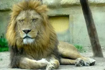 Tobu Zoo, lion pride