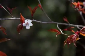 <p>La &uacute;ltima flor</p>