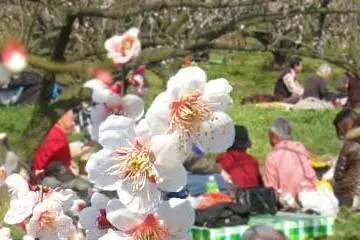 เทศกาล Odawara Ume Matsuri 2027