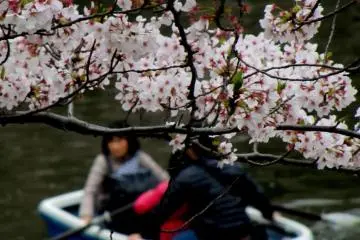 ครอบครัวนี้พายเรือชมดอกซากุระ