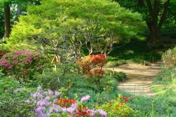 Azaleas in Rikugien (Photo: Richard Ashley)