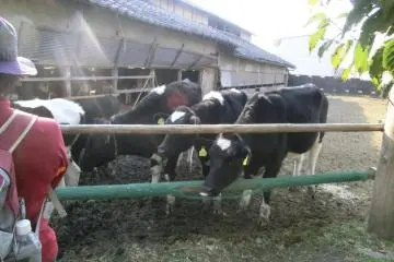 cows in paddock