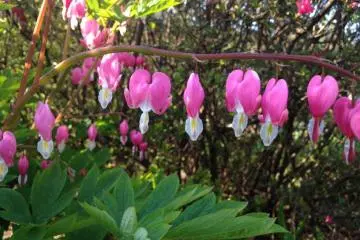 Bleeding hearts peep out along the path