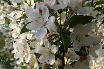 Heavenly smelling "princess apple blossoms"