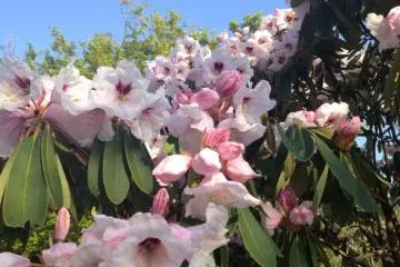 Pretty in pink