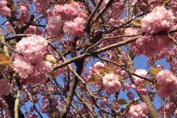 Yaezakura - late blooming double cherry blossoms
