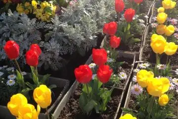 Winding up tulip season