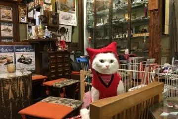 Chacha, the ninja cat can be found at Murai Bankoen in Iga City