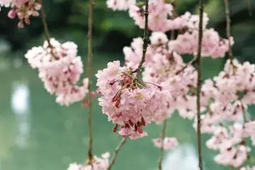 Colorful blossoms (Photo: Hannah Booth )