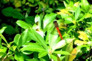 A Dragonfly sunbathing in the luxuriant green foilage of the grounds of the Okochi Mountain Villa in Arishiyama Kyoto (Photo: Iyu Cook)