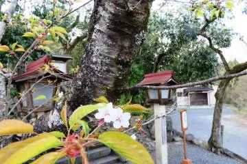Cherry blossoms grace the grounds of Kitakinokura Shrine
