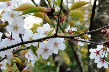 Cherry blossoms from March 26