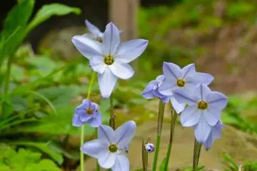 Pretty flowers on the trail