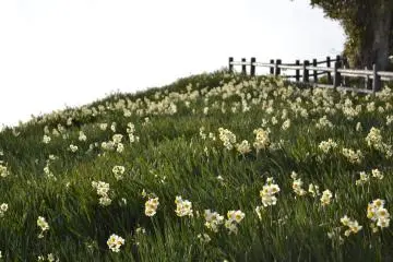 Flowers in the sun