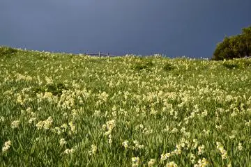 Flowers in the rain