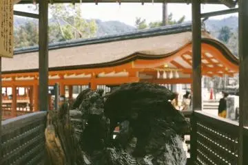 <p>Morceau d'un tronc d'arbre sacr&eacute; au sanctuaire d'Itsukushima</p>