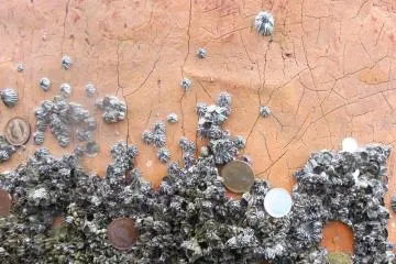 <p>Gros plan sur le c&eacute;l&egrave;bre portique du sanctuaire dont la partie la plus basse est recouverte de crustac&eacute;s. Les gens y coincent souvent quelques pi&egrave;ces de monnaie.</p>