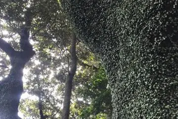 Lush forest greenery