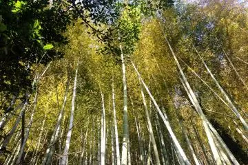 Forêt de bambous