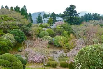 Weeping cherry and well-trimmed plants