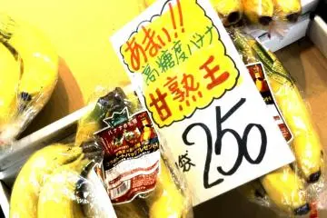 Even in wintry Akita you can get tropical fruits like bananas at just 250 yen a bunch