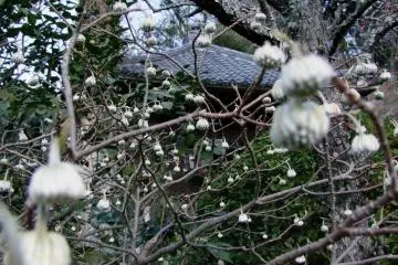 <p>Each corner of the temples grounds features different flowers in bloom</p>