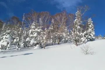 Snow covered trees near the top