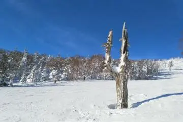 This tree reminds me of an old Western movie