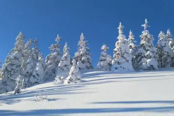 More snow covered trees