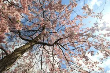 Sakura blossoms complement the greenery