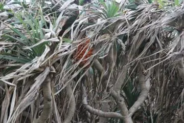 <p>Some of the area is unpassable due to coastal jungle overgrowth</p>