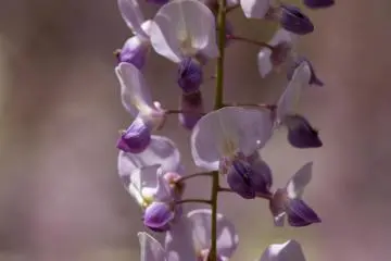 Yes, there are quite some bees around, watch out for them