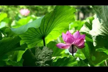 Taman Sankei-en di Musim Panas