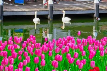 Angsa Dan Tulip