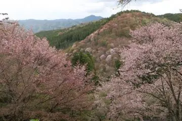 Diambil dari Shimo Senbon