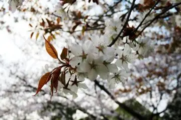 Bunga sakura yang merupakan simbol Jepang. Di Gunung Yoshino, Anda akan berkesempatan untuk melihatnya dalam beberapa minggu ke depan.
