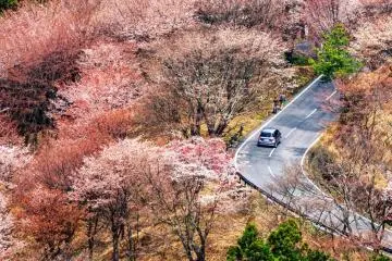 Sakura di Gunung Yoshino