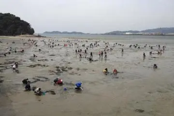 Digging for a different treasure at Gamagori