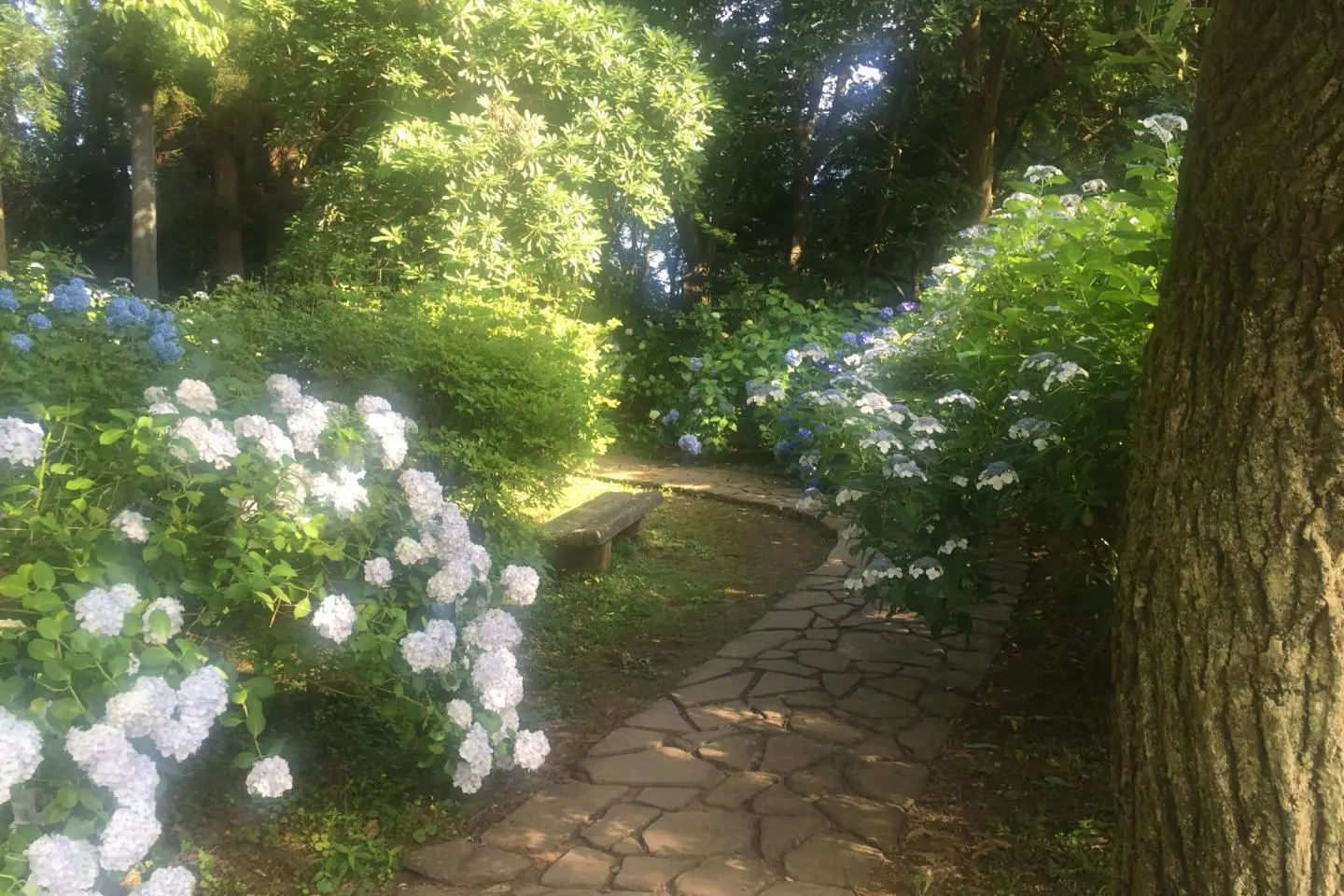 The Hydrangeas of Kurobane Castle