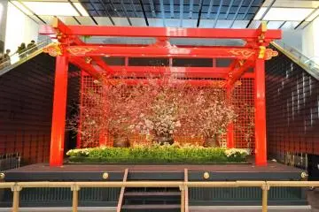 ซากุระบานสะพรั่งที่ท่าอากาศยานฮะเนะดะ