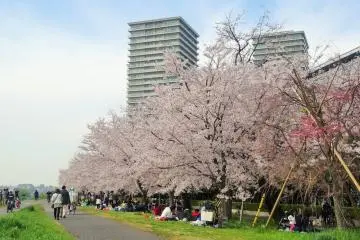 พื้นที่สีเขียว ทะมะกะวะ กะสุบะชิ (Tamagawa Gasubashi) มีต้นซากุระเกือบ 120 ต้น