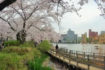 สวนเซ็นโซะคุอิเคะ (Senzokuike) ซึ่งมีต้นซากุระ 300 ต้น รายล้อมรอบสระน้ำ