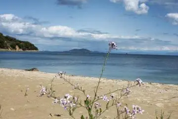 Oura Beach is home to some hardy little flowers