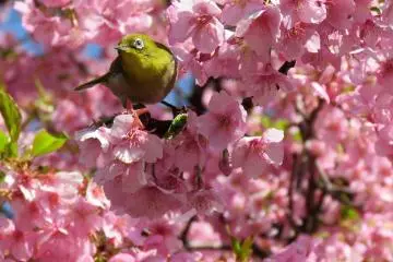 นกเมะจิโระ (mejiro) หรือนกตาขาวญี่ปุ่น (Japanese white-eye) ท่ามกลางดอกซากุระในสวนคิทะโนะมะรุ 