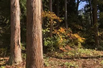 Outside of this center is a surrounding forest 