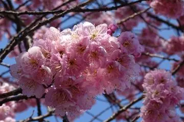 ซากุระพันธ์บานเร็ว พันธ์นี้สีสวยจริงๆ