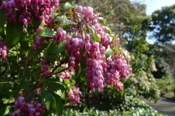 ดอกระฆังสีชมพู (Pink Bell Flower) หรือดอกอะเคะโบะโนะ-อะเซะบิ ( Akebono-asebi)