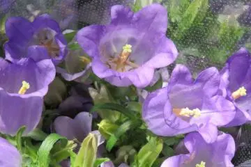 ดอก Campanula