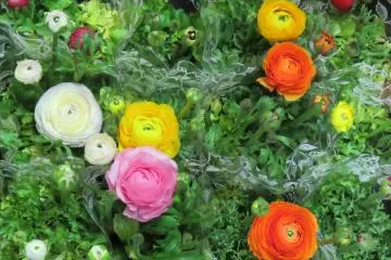 ดอก ranunculus หลากสี