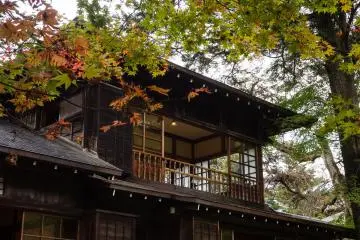 The leaves are moslty green, but small patches of bright red can be seen